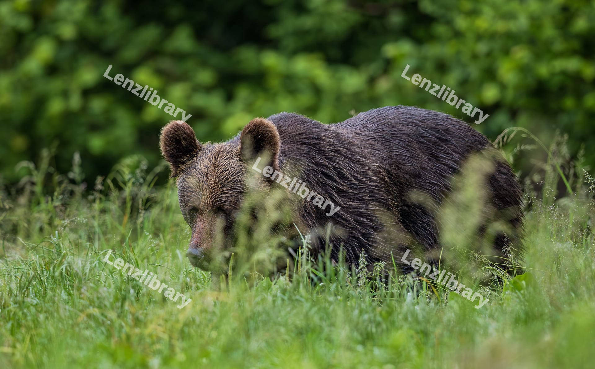 Grizzly Bear